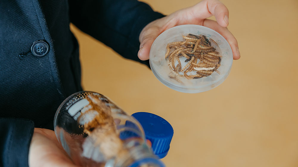 Getrocknete Mehlwürmer in einem Glas (c) Jana Dünnhaupt Uni Magdeburg
