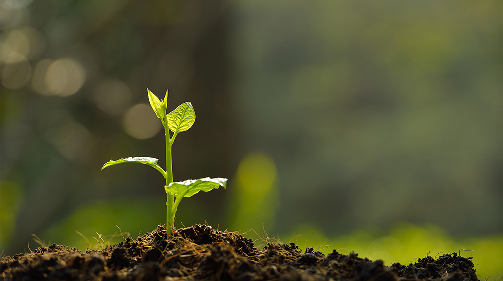/unimagdeburg_media/Presse/Bilder/Pressemitteilungen/2023/Jungpflanze+im+Morgenlicht+%28c%29amenic181_+shutterstockjpg-height-560-width-1000-p-108664.jpg
