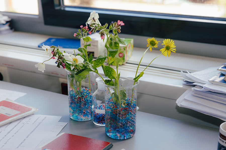 Auf dem Bürotisch von Dr. Kirsten Harth stehen Hydrokugeln im Glas mit Blumen drin stehen (c) Jana Dünnhaupt Uni Magdeburg